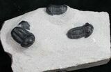 Triple Smooth Headed Gerastos Trilobite Plate #11047-1